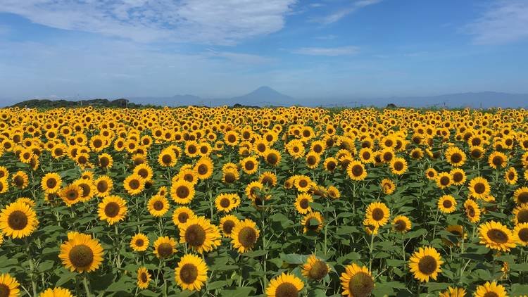 🌻 나가이 바닷가 공원 솔레이유 언덕(나가이 우미노테 코엔 소레이유노오카) 이미지 9